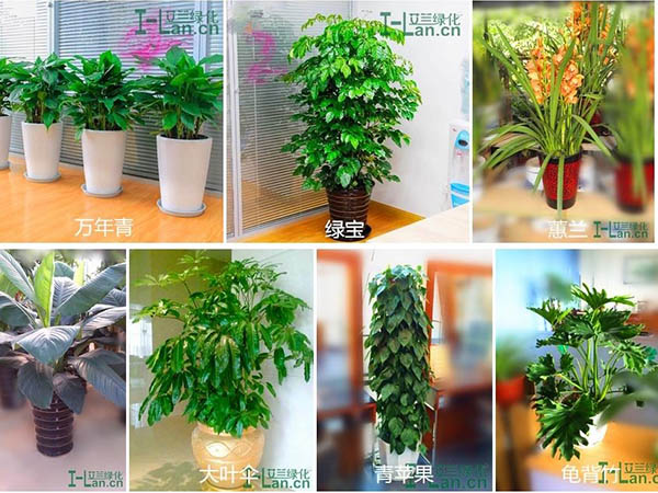 綠植租擺與銷售